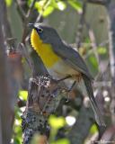 Yellow-breasted Chat