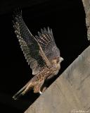Peregrine Falcon  (juv)