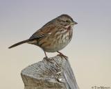 Song Sparrow