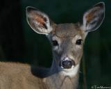 White tailed Deer