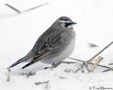 Horned Lark
