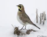 Horned Lark