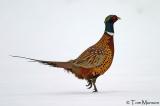  Ring-necked-Pheasant