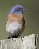 Western Bluebird