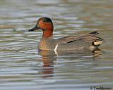 Green-winged Teal