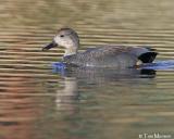 Gadwall