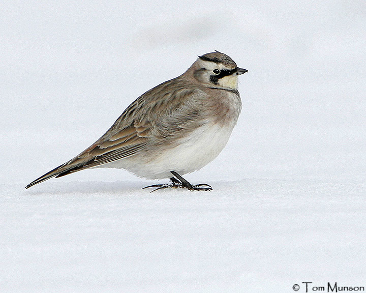 Horned Lark