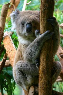 Koala Bear, Australia