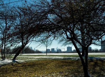 city_trees2.jpg