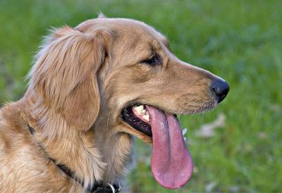 Brewster's Big Tongue