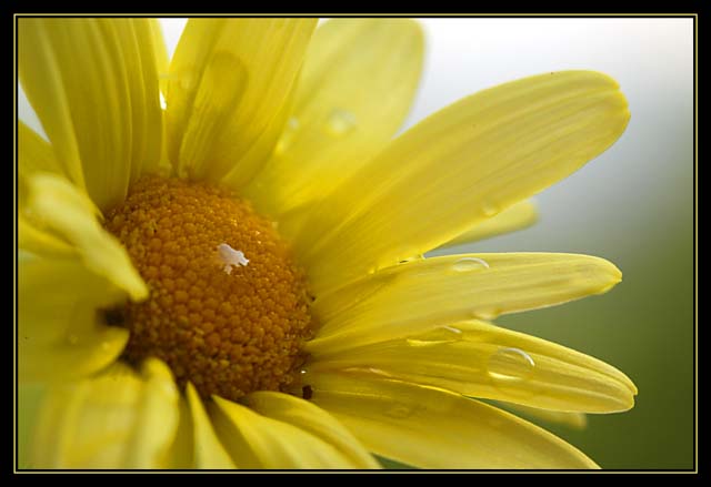 BB2B5771-yellow daisy1.jpg