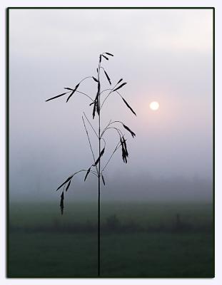 Morning Grass (fog, sunrise, Vermont)