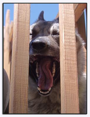 The Yawn