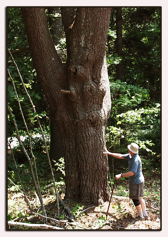 Lord bless this tree...