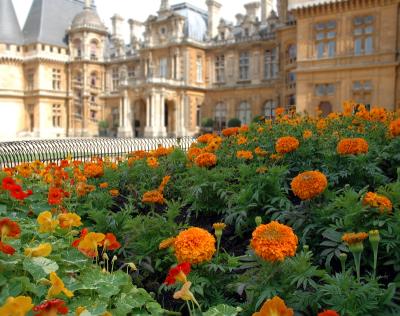 Marigolds at Waddesdon