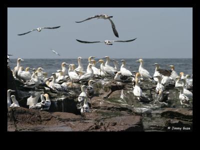 u13/companianu/medium/35513240.gannets17.jpg
