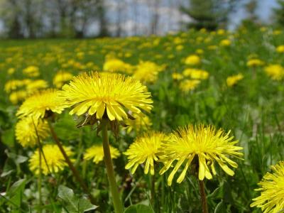 dandelions