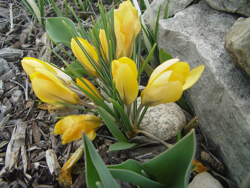 April 2, 2005<br><font size=2>Post-natal</font><br>Day 331
