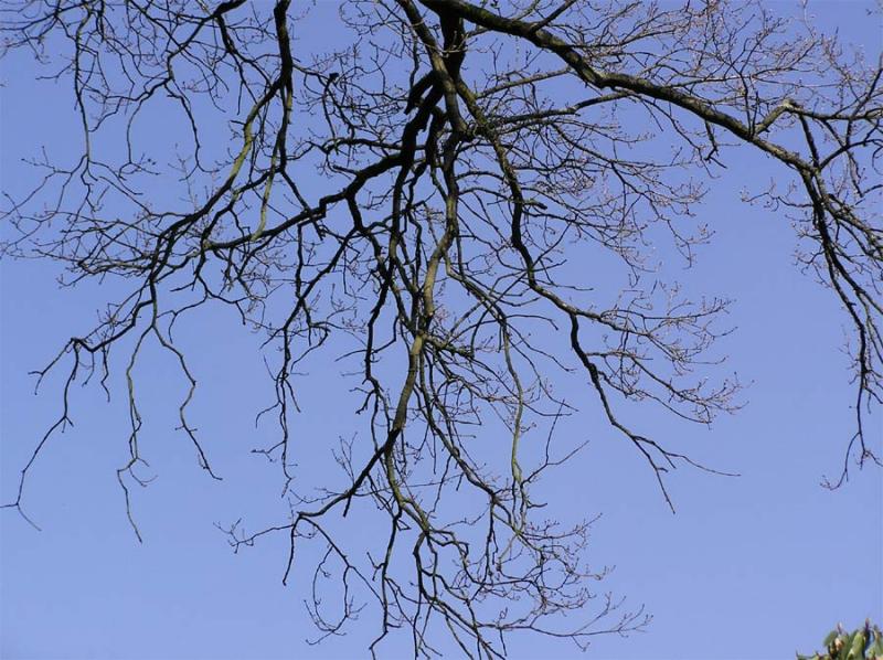 Original Branches Image