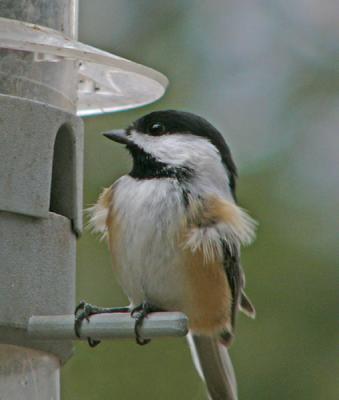 chickadee-ruffled