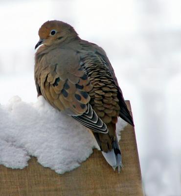 mourning dove resting on the feeder
