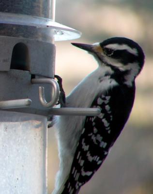 female hairy woodpecker on feeder