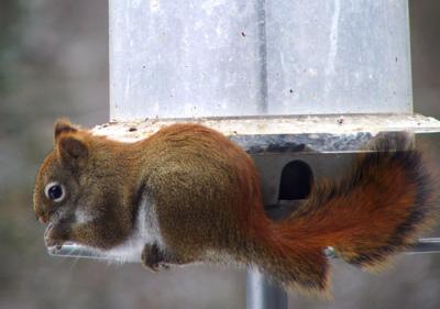 Red Squirrel on squirrel-proof feeder