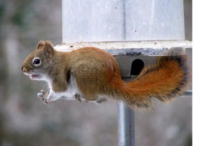 Red Squirrel on squirrel-proof feeder