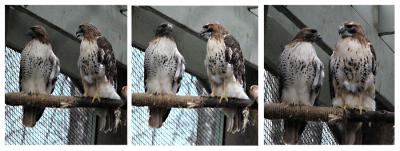Raptors at the Vermont Institute of Natural Science