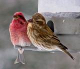 mr + mrs purple finch