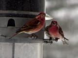 two purple finches