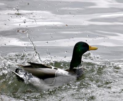 ...off a duck's back *