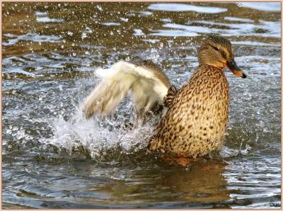 Splish Splash *