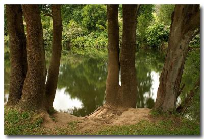 The Billabong *