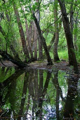 Willows  *