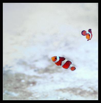 Spots of red *