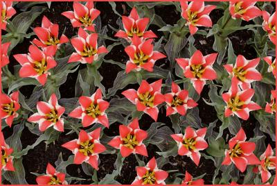 Tulip Patterns