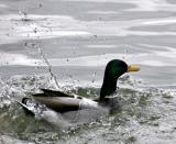 ...off a ducks back *