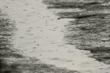Rain at Low Tide *