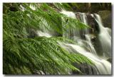 10th Place - Beyond the Ferns *