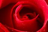 Red Moisture