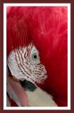 Red Parrot *