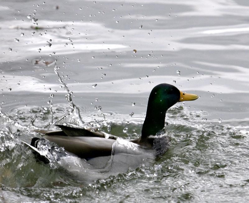...off a ducks back *