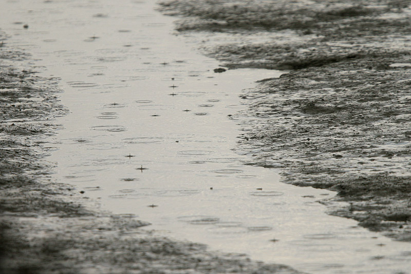 Rain at Low Tide *