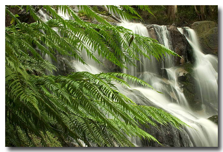 10th Place - Beyond the Ferns *