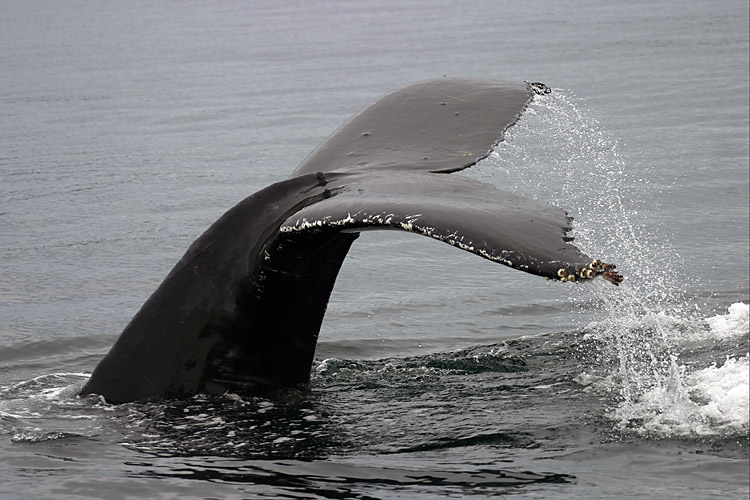 Humpback Splash (*)