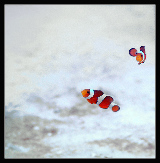 Spots of red *