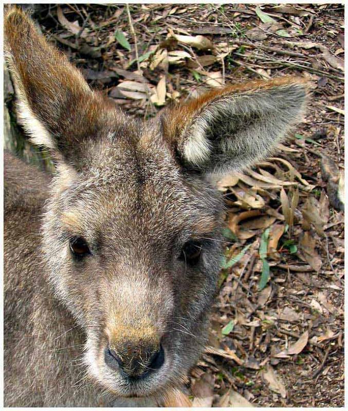 Baby of the bush