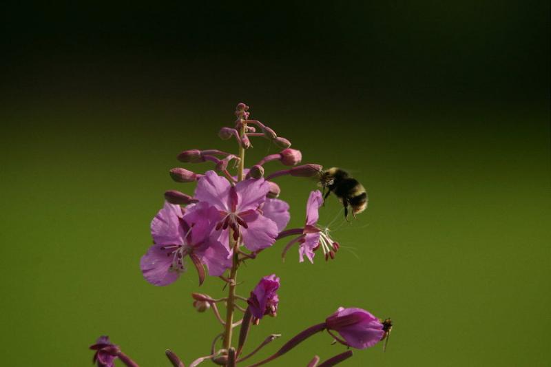 Like 2 BEES in a pod _2916.jpg