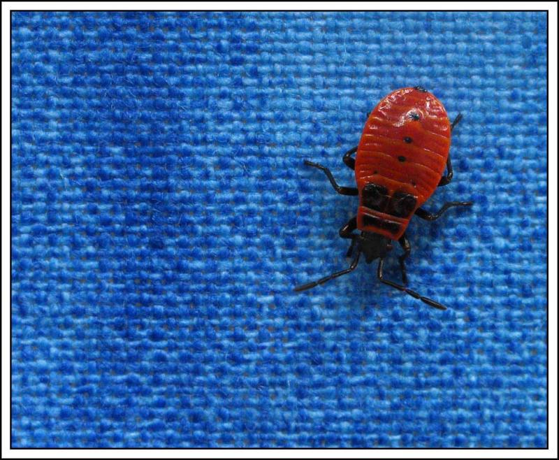 red on blue